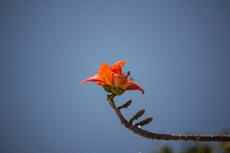 Flower of Bombax ceiba tree with blue sky background