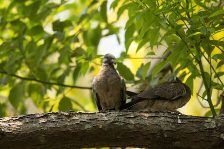 Bird on Green Cinnamomum camphora treeの写真素材