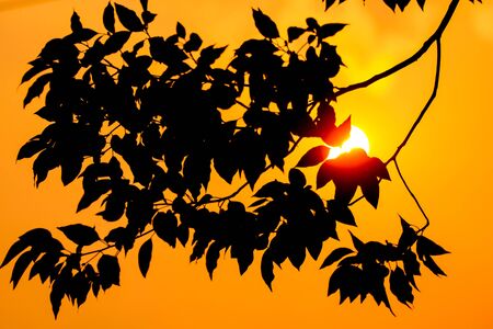 Shadow of  Young Leaf  Cinnamomum camphora tree and sunの写真素材