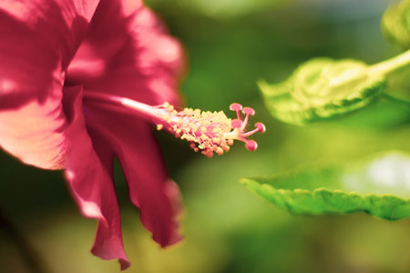 Close up of red Hibiscus rosa-sinensis or Cooperi with green leaf background