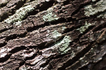 Wide shot of Green Cinnamomum camphora tree