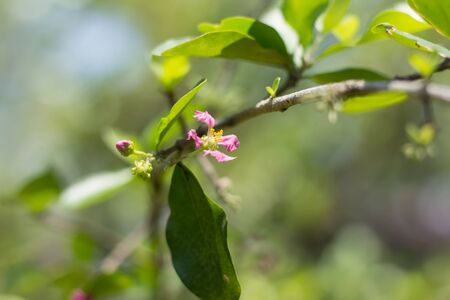 Close up Pink Flower of Barbados or Acerola Cherry flowerの写真素材