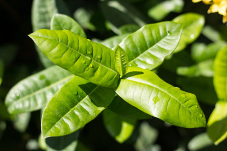 Close up Green leaf of Small  Ixora flower