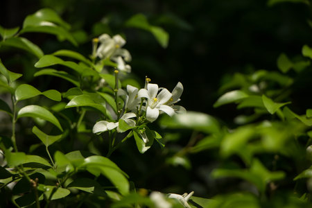 Close up of Orange Jessamine flowers and green leaf