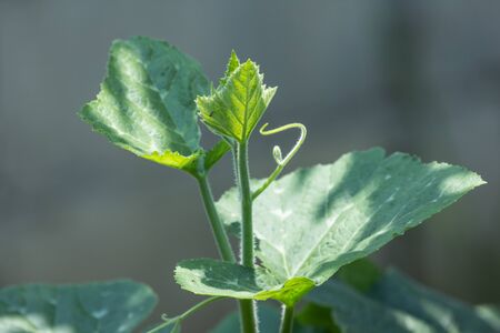 Close up  Green leaf of Yellow pumpkin plantの写真素材