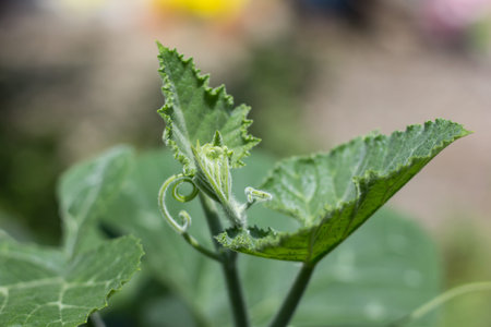 Close up  Green leaf of Yellow pumpkin plant