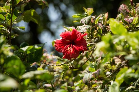 Close up of red Hibiscus rosa-sinensis or Cooperi with green leaf backgroundの写真素材