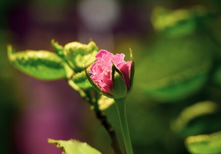 Close up of Yellow mix red rose flowerの写真素材