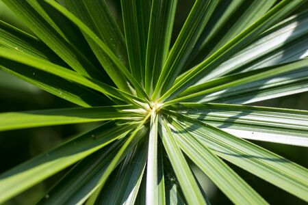 Close up  Green Small Leaf of Papyrus tree.の写真素材