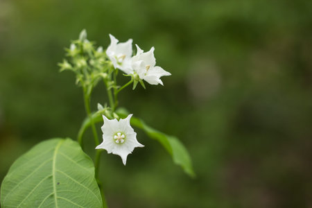 Small white flower name is Vallaris glabraの写真素材