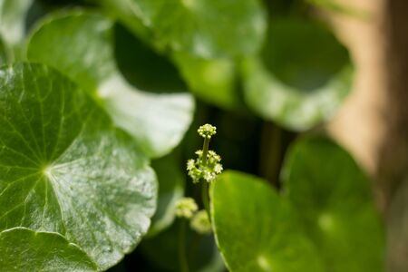 Close up Small flower of Gotu kola tree or Asiatic pennywort or Indian pennywortの写真素材
