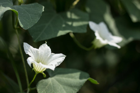 White Flower Ivy Gourd or Coccinia grandisの写真素材