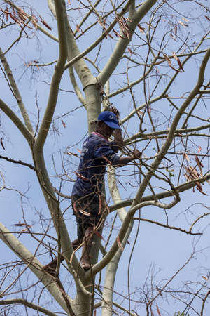 Chiangmai, Thailand -  April 28 2020: Lumberjack cutting big tree. In chiangmai Urban fringe Area.のeditorial素材