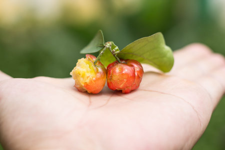 Close up Red Barbados or Acerola Cherry on hand