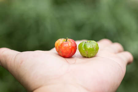 Close up Red Barbados or Acerola Cherry on handの写真素材