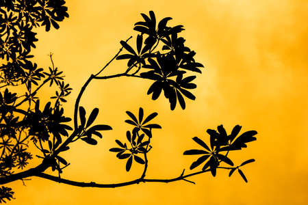 Close up Shadow of leaf  Yellow Allamanda flowerの写真素材