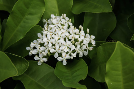 Close up of Small White Ixora flower