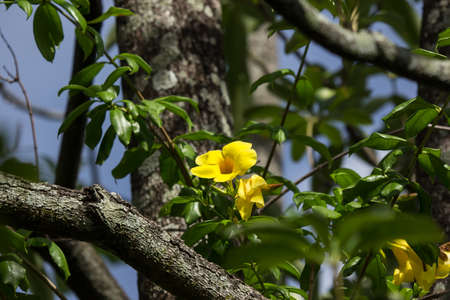 Close up of Yellow Allamanda with green leaf backgroundの写真素材