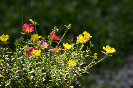 Close up of Common Purslane flower with small green leaf