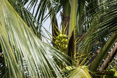 Close up of Yong Coconut tree and green leafの写真素材