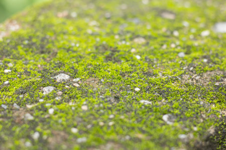 Mos textures background. Green dark mos on Stone background.