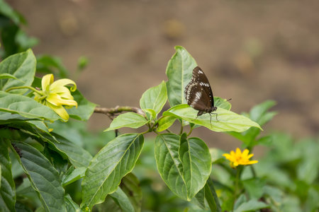 Closeup butterfly insect and Yellow Singapore daisy flower