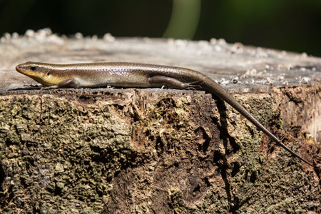 Close up brown Skink in the garden
