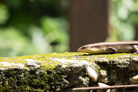 Close up brown Skink in the gardenの写真素材