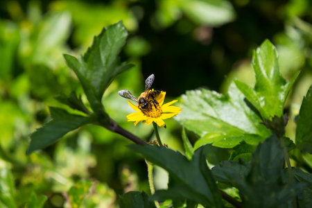 Closeup Bee insect and Yellow  daisy flower