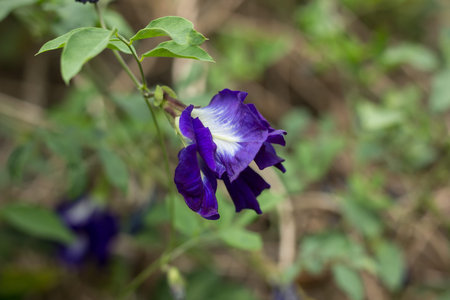 Close up of Purple color Butterfly Pea flower