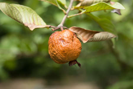 Close up of brown guava die on treeの写真素材
