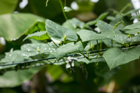 Water drop on leaf of  Ivy Gourd  Coccinia grandis