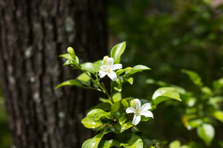 Close up Small white Flower of Orange Jessamine flowers