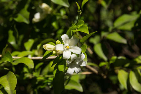 Close up Small white Flower of Orange Jessamine flowersの写真素材