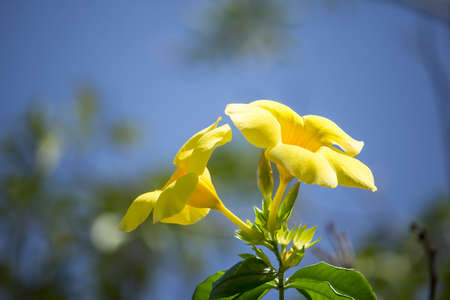 Close up of Yellow Allamanda with green leaf backgroundの写真素材