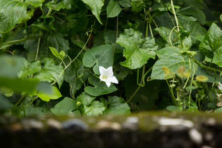 White Flower Ivy Gourd or Coccinia grandisの写真素材