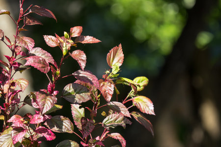 Close up Leaf of Red Chinese hibiscus flower