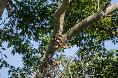 Ficus Hispida Linn or Ficus Tinctoria fruits are growing on the branches of the tree in nature...