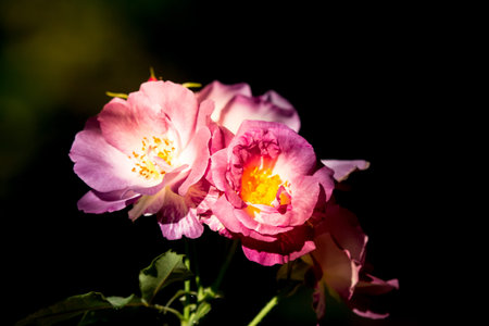 Close up of Violet mix yellow  rose flower