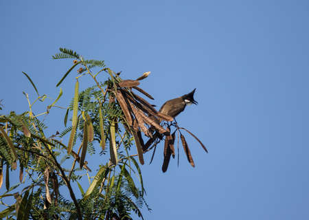 Bird on Flower of Horse tamarind tree, Leucaena fruit ,White Popinac Wildflowersの写真素材