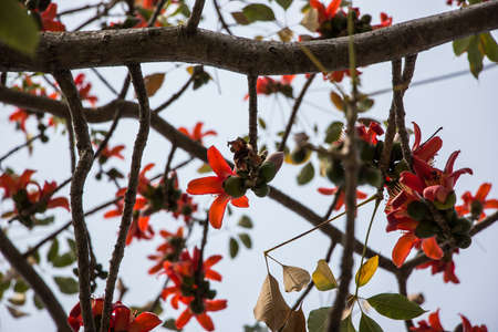 Red Flower of Bombax ceiba tree with green leafの写真素材