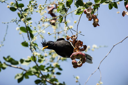 Bird and Manila tamarind fruit on tree, tropical fruit.