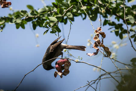 Bird and Manila tamarind fruit on tree, tropical fruit.の写真素材
