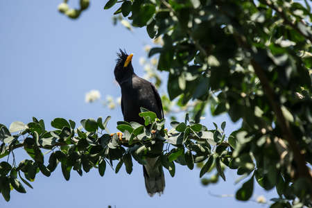 Bird and Manila tamarind fruit on tree, tropical fruit.の写真素材