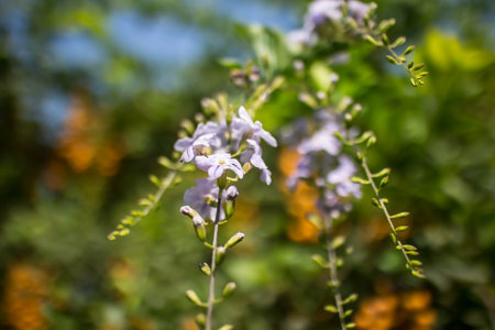 Close up Small white mix violet  flower or  Duranta repens Flowerの写真素材