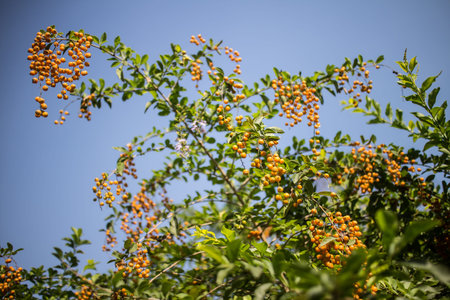 Close up  Small seed of  Duranta repens Flower on tree