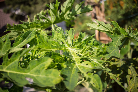 Close up of  Fresh green leaf of papaya fruitの写真素材