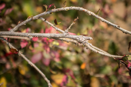Close up Twigs of red Hibiscus rosa-sinensis or Cooperi with green leaf background