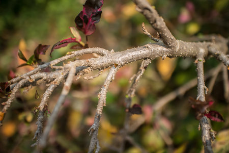 Close up Twigs of red Hibiscus rosa-sinensis or Cooperi with green leaf background