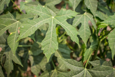 Closeup of Tree spinach or Chaya plants in the garden